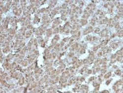 TOP1MT Mouse anti-Human, Clone: rTOP1MT/488, Novus Biologicals 100 &mu;g | Buy Online | Bio-Techne | Fisher Scientific